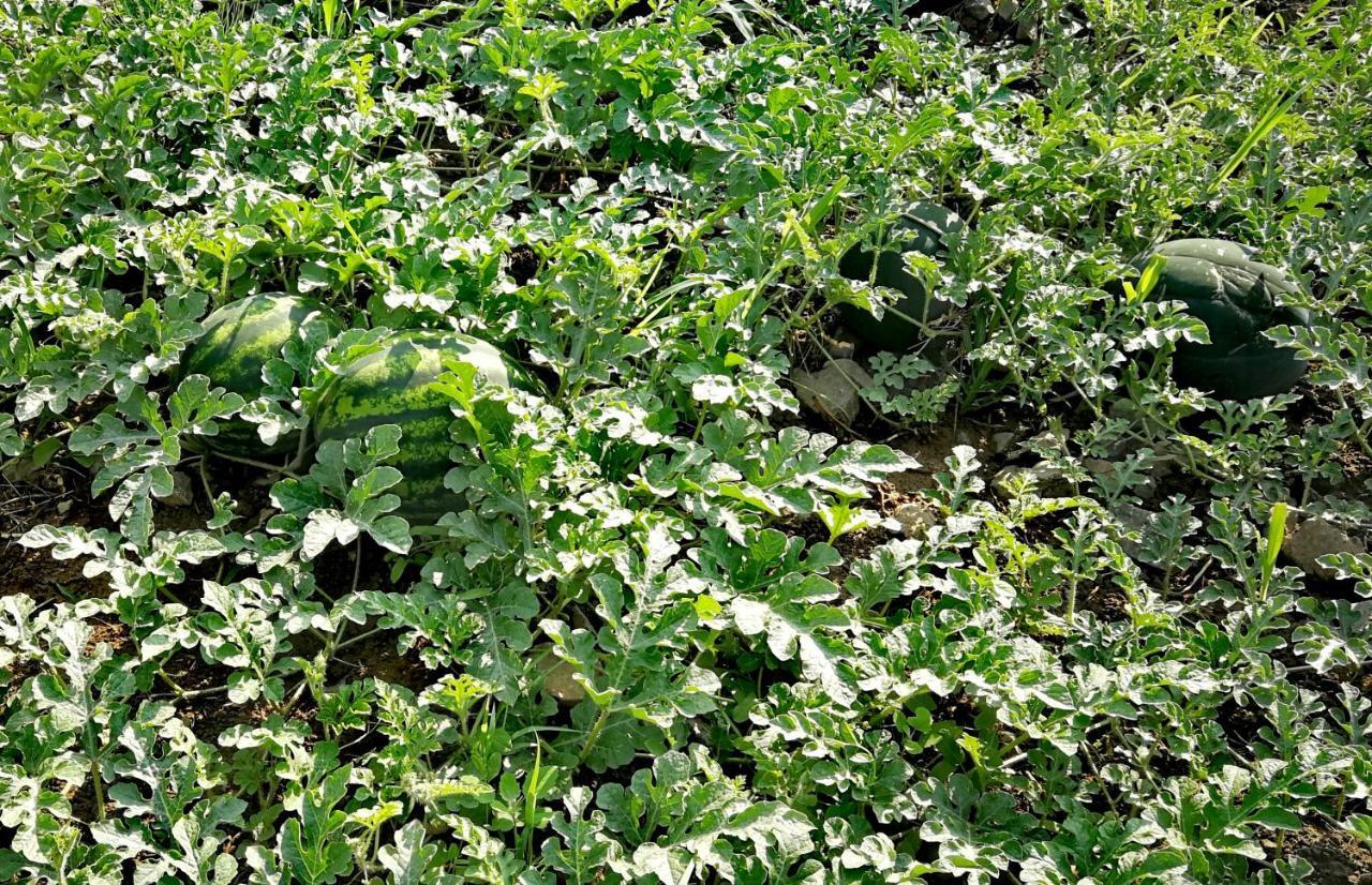 Agropensiunea Valea Fagilor Luncavita Exterior foto